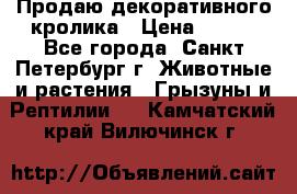 Продаю декоративного кролика › Цена ­ 500 - Все города, Санкт-Петербург г. Животные и растения » Грызуны и Рептилии   . Камчатский край,Вилючинск г.